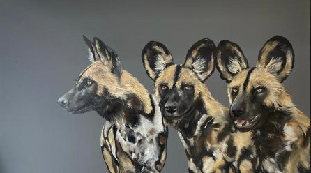 wild-dog-trio.jpg